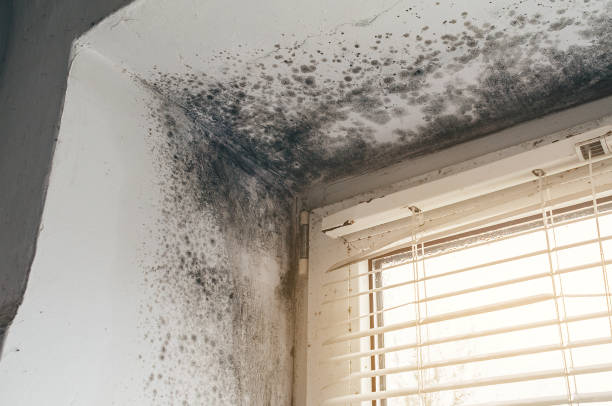 Trusted Black Mold Removal service in Fulton, TX - Cheap Mold Removal